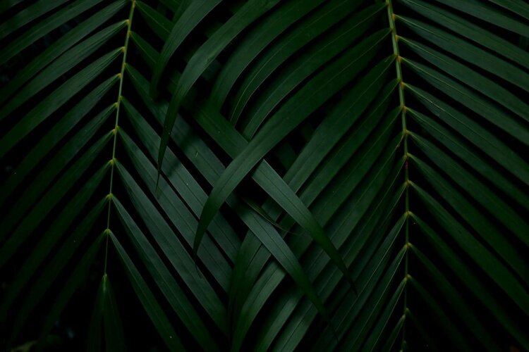 Dark Green Palm Tree Background by Stocksy Contributor Marija