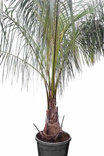 Parajubaea torallyi var. torallyi - trunk 110-130 cm - total height 350+ cm  - pot Ø 80 cm [pallet] - MyPalmShop