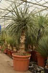 Nolina longifolia - trunk 70-90 cm - total height 170+ cm - pot 70 ltr [pallet]