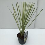 Cortaderia selloana Gold Mini Pampas - total height 50-60 cm - pot 2 lt