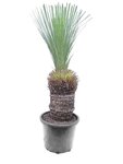 Xanthorrhoea glauca - trunk 40-50 cm [pallet]