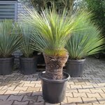 Xanthorrhoea glauca - trunk 40-50 cm [pallet]