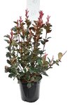 Photinia fraseri Red Robin - total height 50-70 cm - pot &Oslash; 18 cm