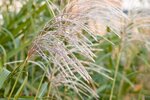 Miscanthus sinensis Adagio