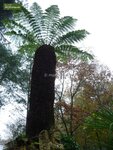 Dicksonia antarctica trunk 50-60 cm [pallet]