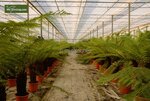 Dicksonia antarctica - trunk 70-80 cm [pallet]