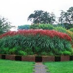 Miscanthus sinensis Ferner Osten