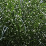 Miscanthus sinensis Little Zebra