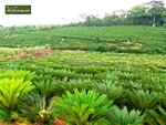 Cycas revoluta - trunk 45-55 cm - total height 130-160 cm - pot &Oslash; 48 cm [pallet]