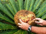 Cycas revoluta - trunk 45-55 cm - total height 130-160 cm - pot &Oslash; 48 cm [pallet]