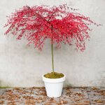 Acer palmatum Emerald Lace