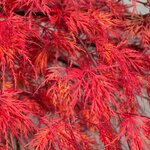 Acer palmatum Emerald Lace