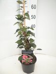 Schizophragma hydrangeoides Roseum - pot &Oslash; 17 cm