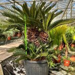 Cycas revoluta - trunk 65-75 cm [pallet]