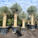 Yucca rostrata