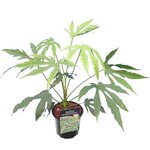 Fatsia polycarpa Green Fingers - total height 40-60 cm - pot &Oslash; 17 cm