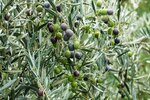 Olea europaea - sphere form - trunk height 60-80 cm - trunk circumference 8-12 cm - pot &Oslash; 26 cm