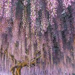 Wisteria sinensis