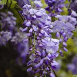 Wisteria sinensis