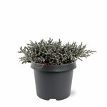 Juniperus squamata Tropical Blue