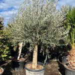 Olea europaea - trunk circumference 50-60 cm [pallet]