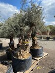 Olea europaea - trunk circumference 120-140 cm [pallet]