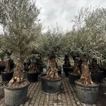 Olive tree