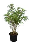 Fargesia rufa 5 Ltr pot