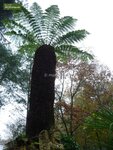 Dicksonia antarctica - trunk 40-50 cm [pallet]