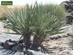 Yucca baccata