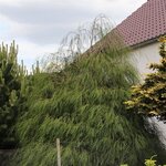 Chamaecyparis lawsoniana Drooping Solo hedge