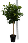 Citrus limon - total height 150-170 cm - pot &Oslash; 35 cm [pallet]