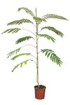 Albizia julibrissin Ombrella Boubri - total height 80+ cm - pot &Oslash; 17 cm