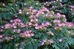 Albizia julibrissin Ombrella Boubri - total height 80+ cm - pot &Oslash; 17 cm