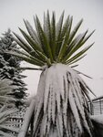 Yucca faxoniana