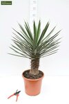 Yucca filifera - total height 50-70 cm - pot &Oslash; 23 cm