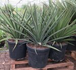 Yucca faxoniana