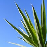 Yucca faxoniana