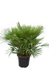 Chamaerops humilis Vulcano - total height 80-100 cm - pot &Oslash; 40 cm