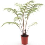 Cyathea cooperi