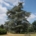 Cedrus atlantica glauca