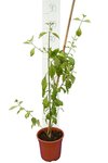 Duranta erecta total height 80-100 cm