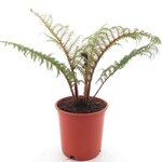 Cyathea tomentosissima Highland Lace