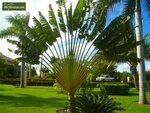 Ravenala madagascariensis - cut - pot &Oslash; 28 cm