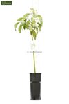 Persea americana - total height 100-120 cm - pot &Oslash; 18