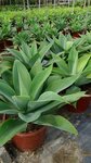 Agave attenuata