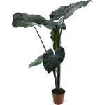 Alocasia sarawakensis Yucatan princess