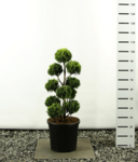 Chamaecyparis lawsonia Stardust multibol - total height 80-100 cm - pot 20 ltr