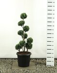 Chamaecyparis lawsoniana White Spot Multibol - total height 125-150 cm - pot 20 ltr