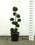 Chamaecyparis lawsoniana Wisselii Multibol - total height 100-125 cm - pot 20 ltr